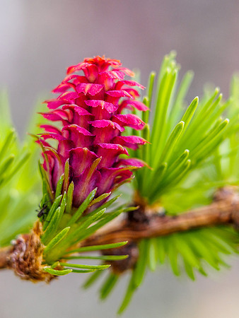 Larch Flower