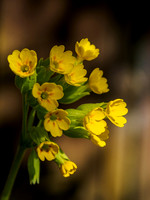 20150509-Garden-EM100130