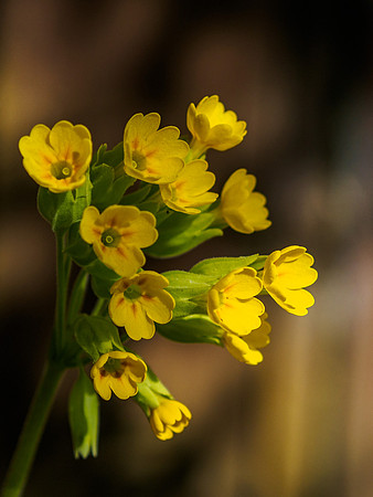 20150509-Garden-EM100130