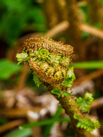 Fern Unfurling