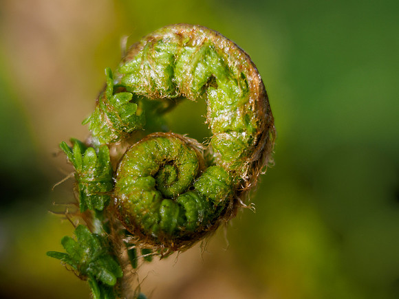 Spiral 1