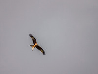 Red Kite