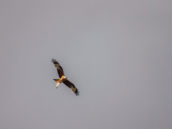 Red Kite