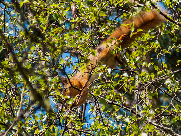 Red Squirrel 2