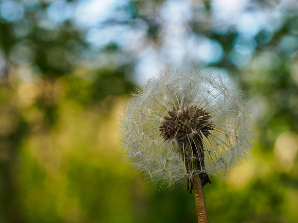 Seed Head