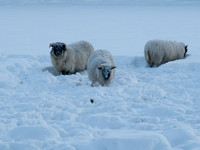 20100106-Drumnadrochit-P1065658