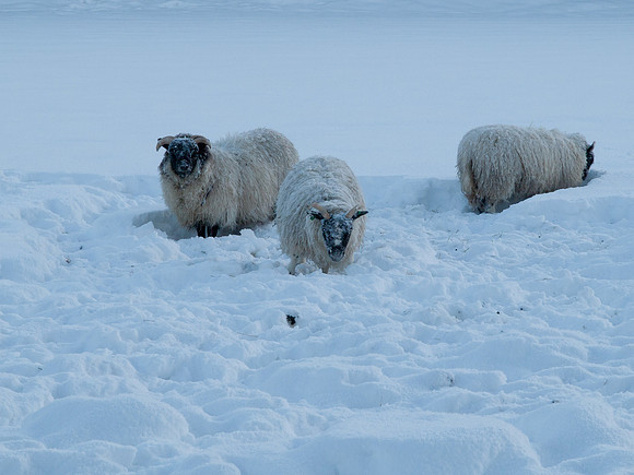 20100106-Drumnadrochit-P1065658