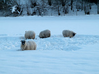 20100106-Drumnadrochit-P1065655