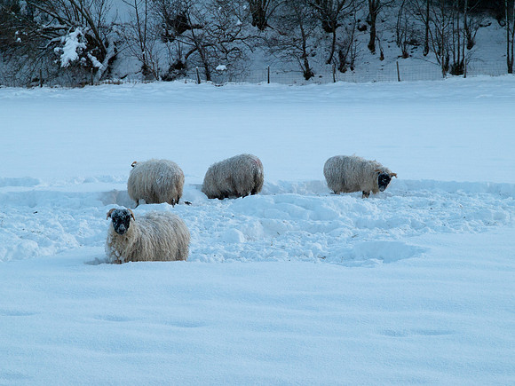 20100106-Drumnadrochit-P1065655