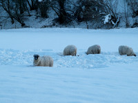 20100106-Drumnadrochit-P1065654