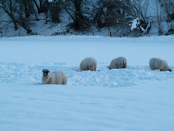 20100106-Drumnadrochit-P1065654