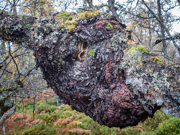 The Trees Have Eyes!