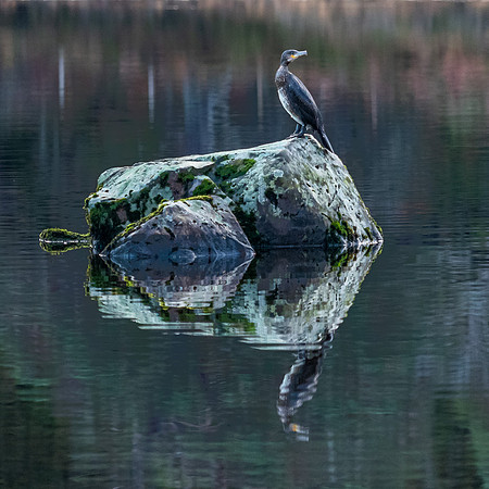 20201128-Cormorant-EM124383