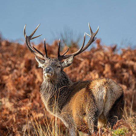 13 Pointer