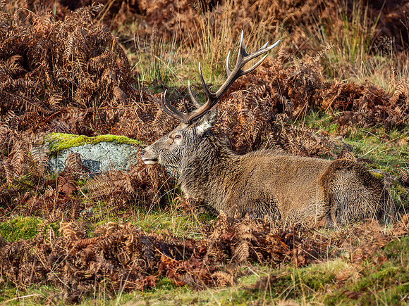 13 Pointer