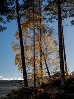 Backlit Birch