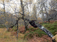 The Trees Have Eyes!