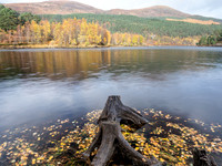 20201101-Glen Affric-EM123704