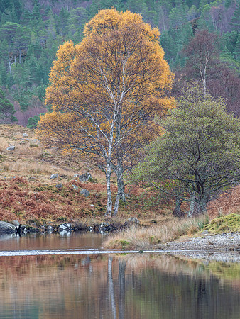 Long Distance Birch