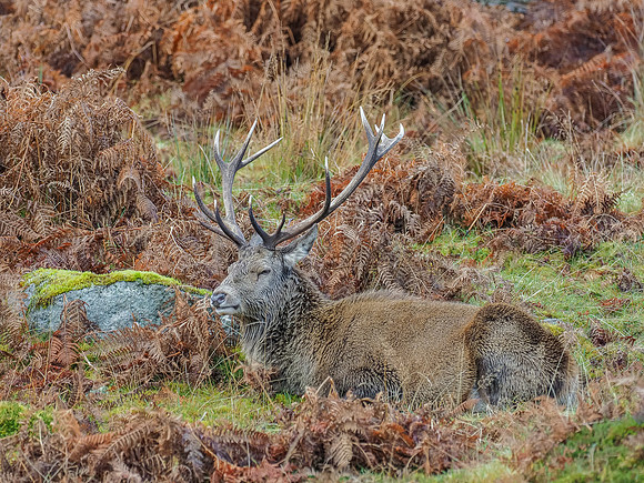 13 Pointer