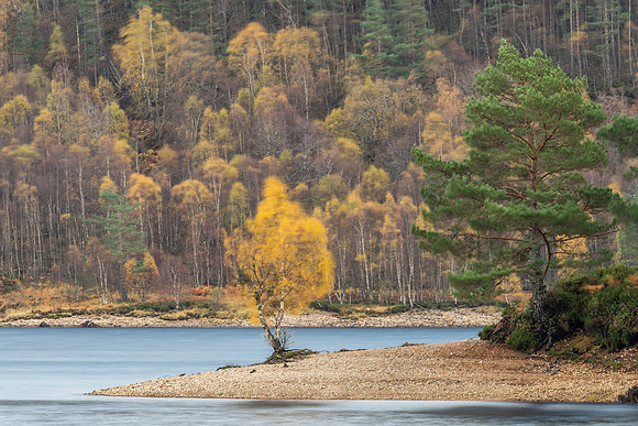 That Tree