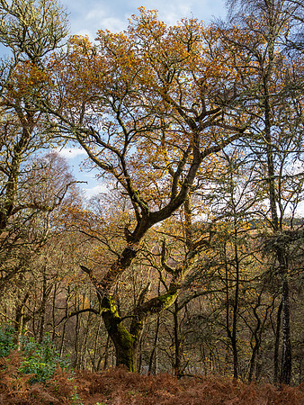 20201116-Balmacaan Wood-EM522688