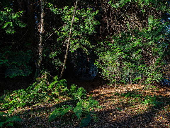 20201106-Balmacaan Wood-EM123975