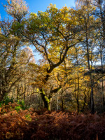Light Oak
