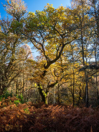 Light Oak