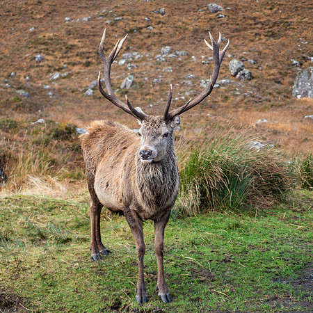 13 Pointer