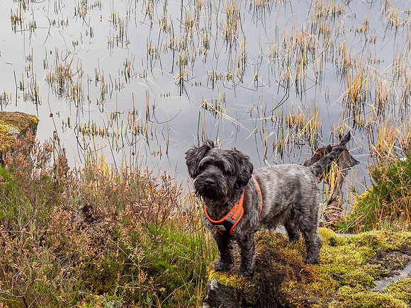 Archie does Landscapes