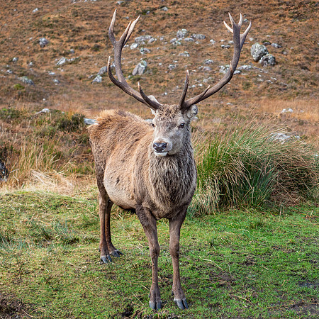 13 Pointer