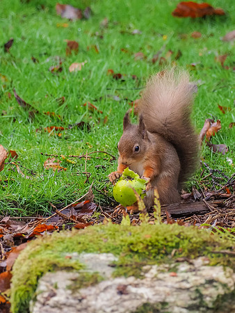 Red Squirrel in the Garden