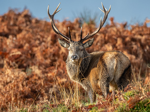 13 Pointer