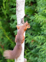 Tree Hugger