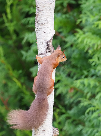 Tree Hugger