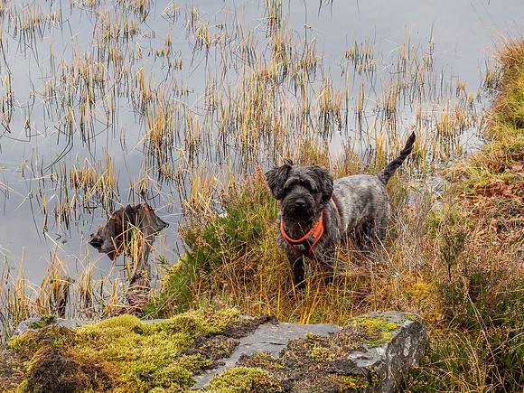 Archie does Landscapes