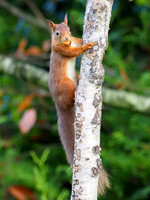 20201103-Squirrel-EM123850