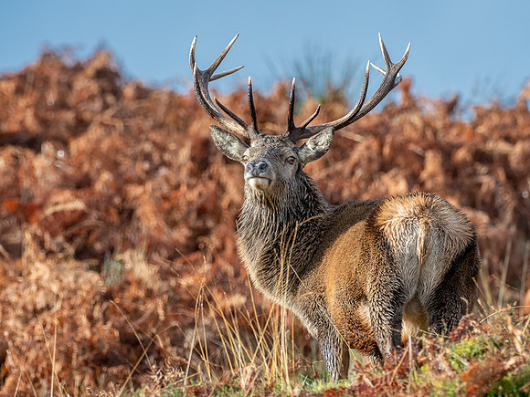 13 Pointer