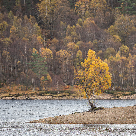 That Tree