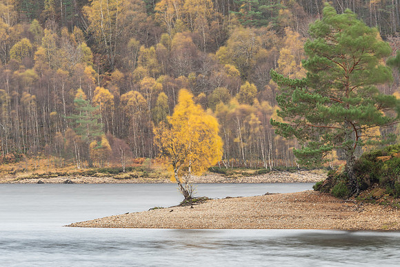 That Tree