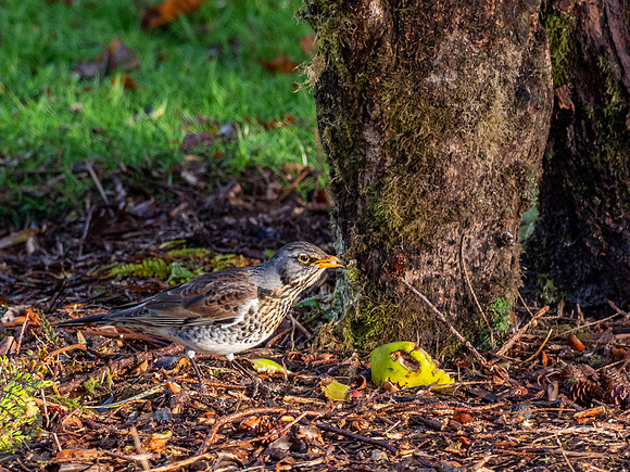 Fieldfare