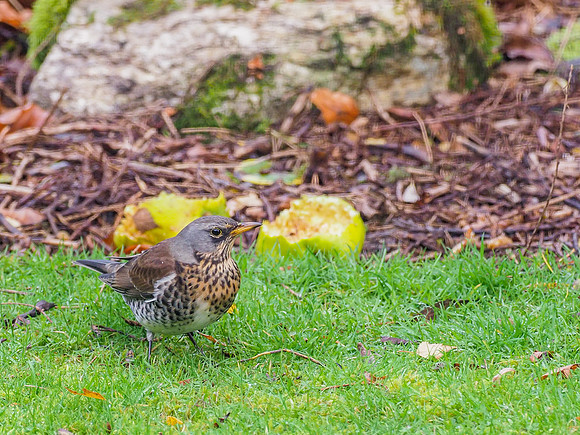 Feasting Fieldfare