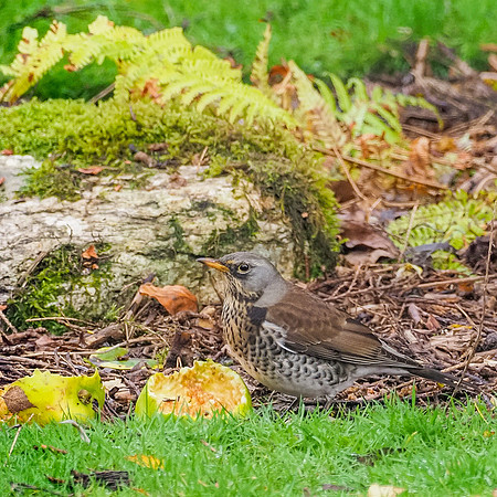 Feasting Fieldfare