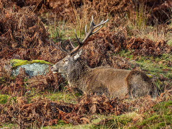 13 Pointer