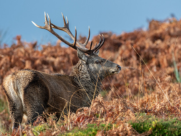 13 Pointer
