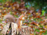 20201103-Squirrel-EM123927