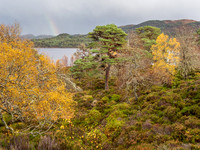 Rainbow Forest