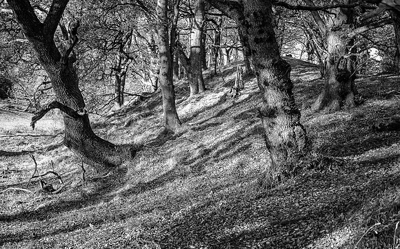 20201116-Balmacaan Wood-EM522690-Edit