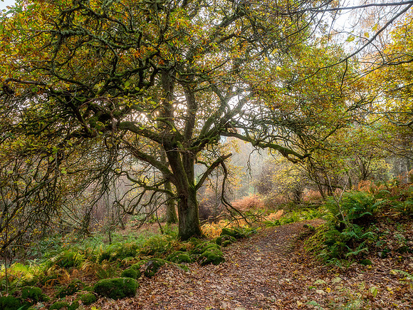 Autumn Oak